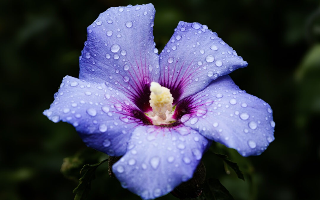Hibiskus syriacus