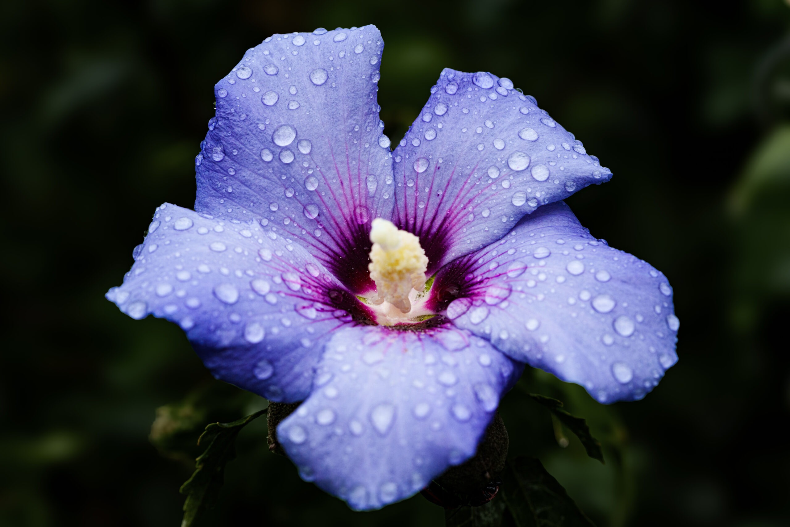 Hibiskus syriacus